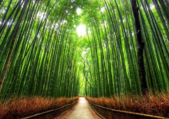 Você e O Bambu Chinês